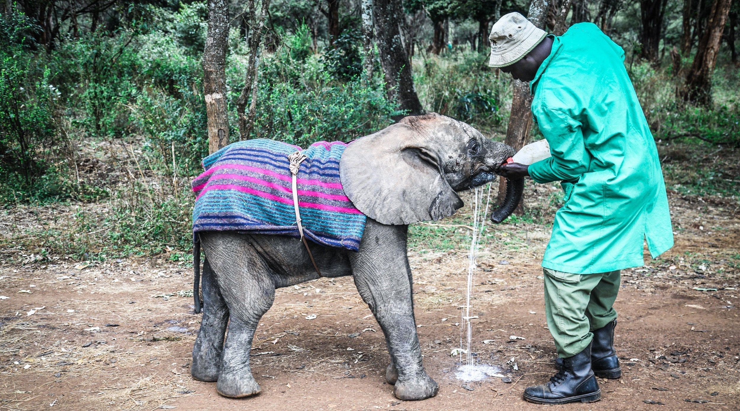 Merru The Elephant