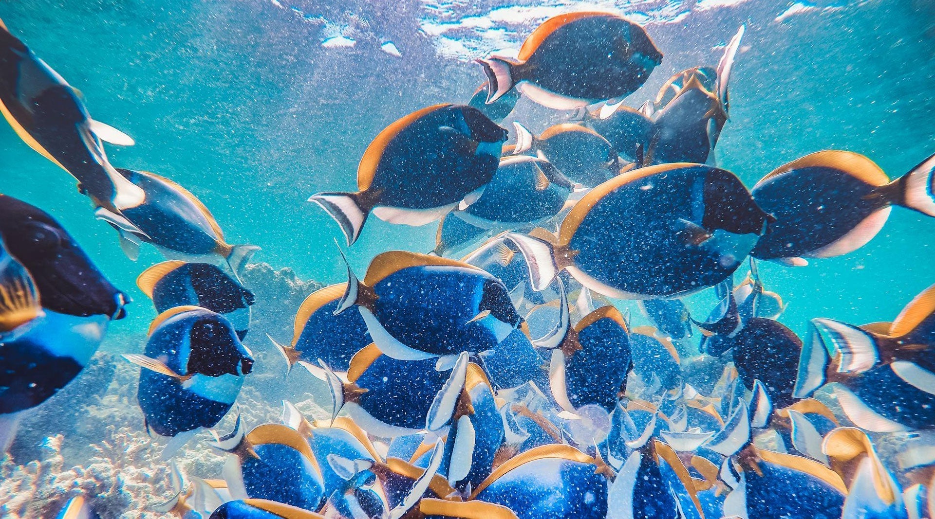 School of fish