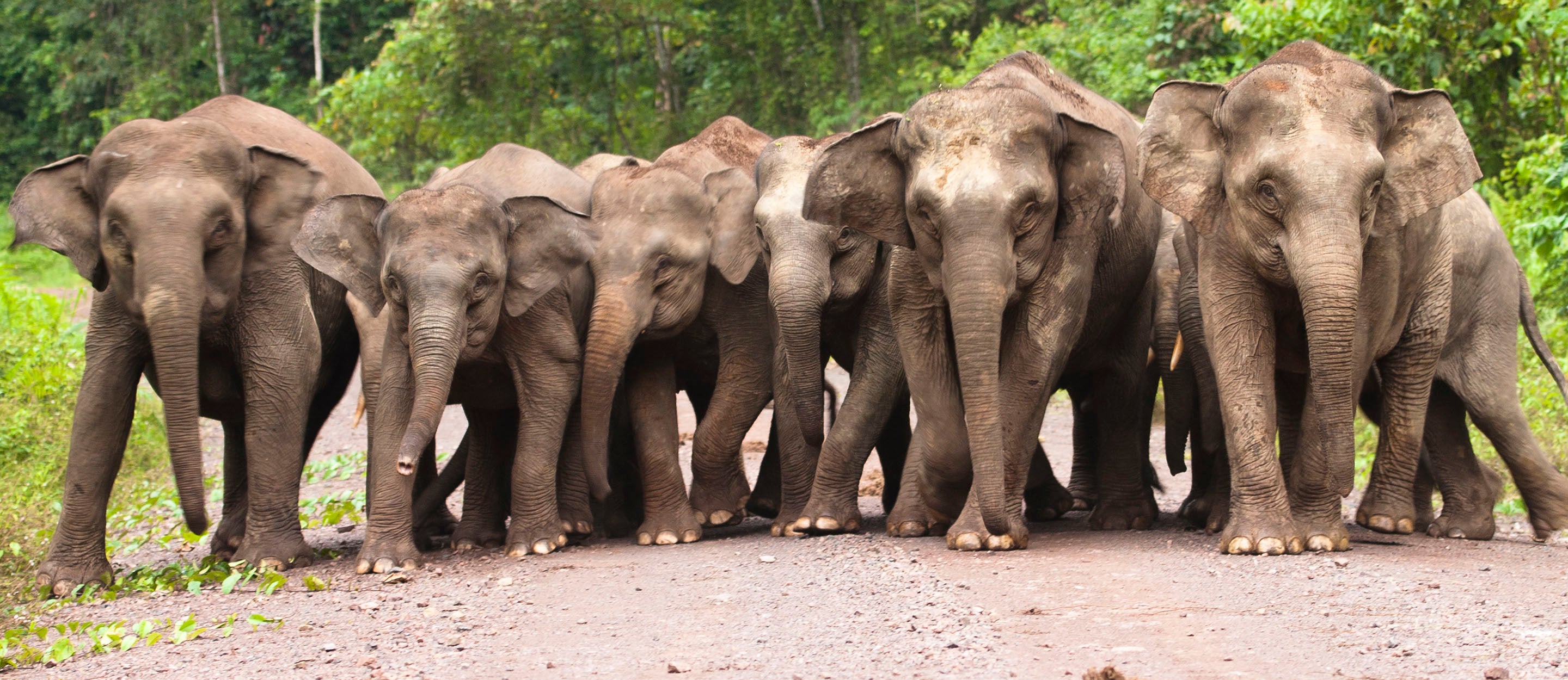 elephant family charity