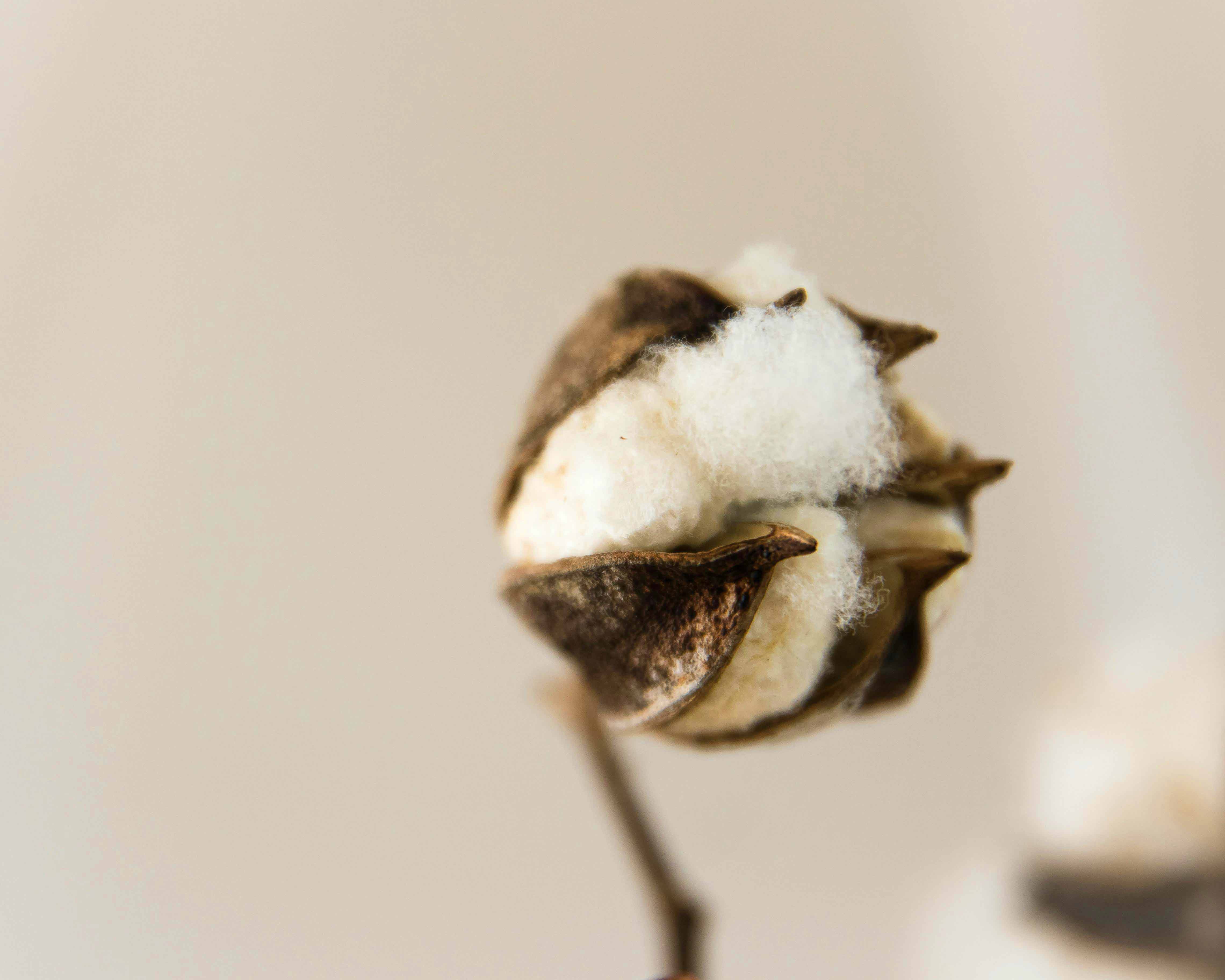 wild cotton