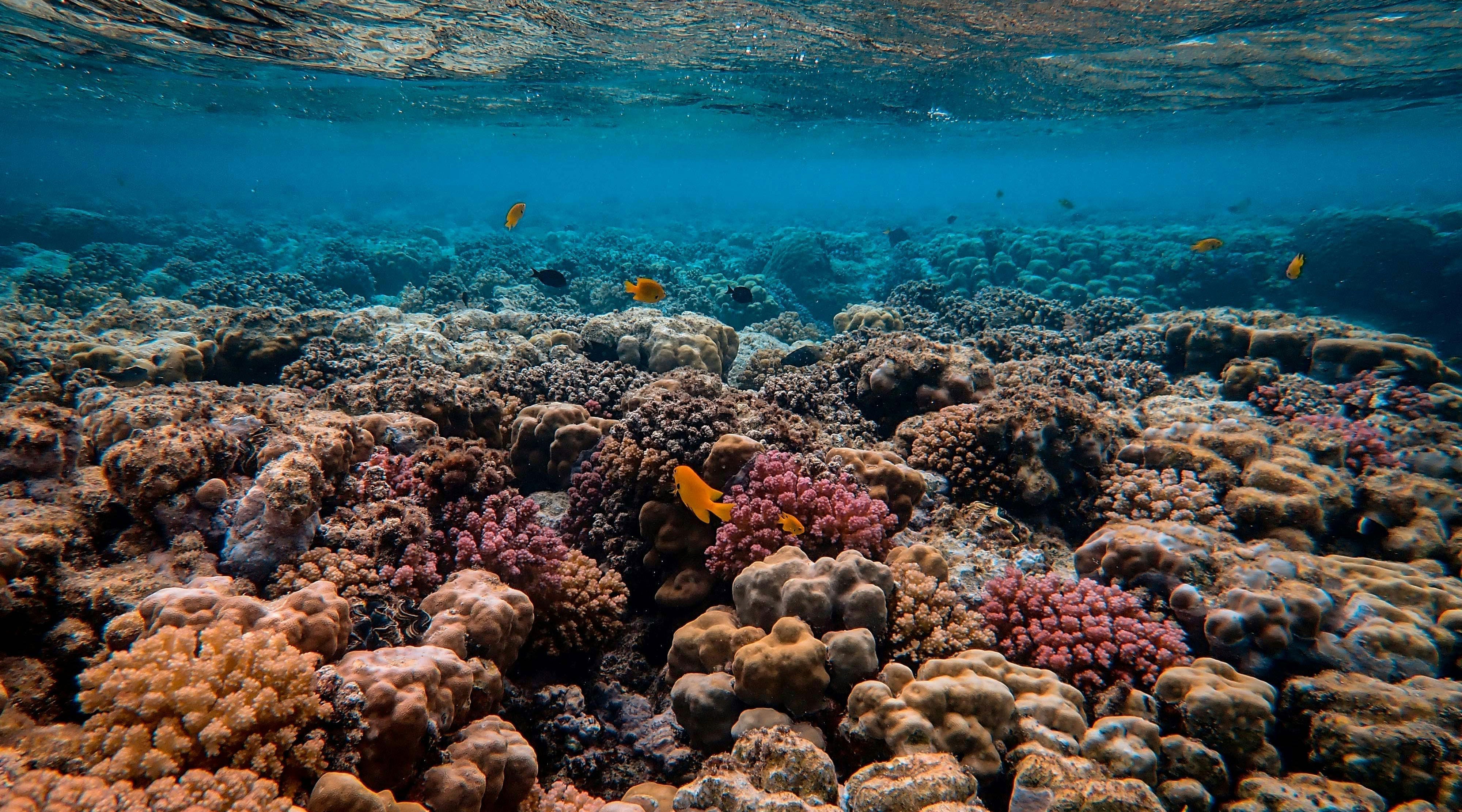 Restoring Coral Reefs | Bahamas