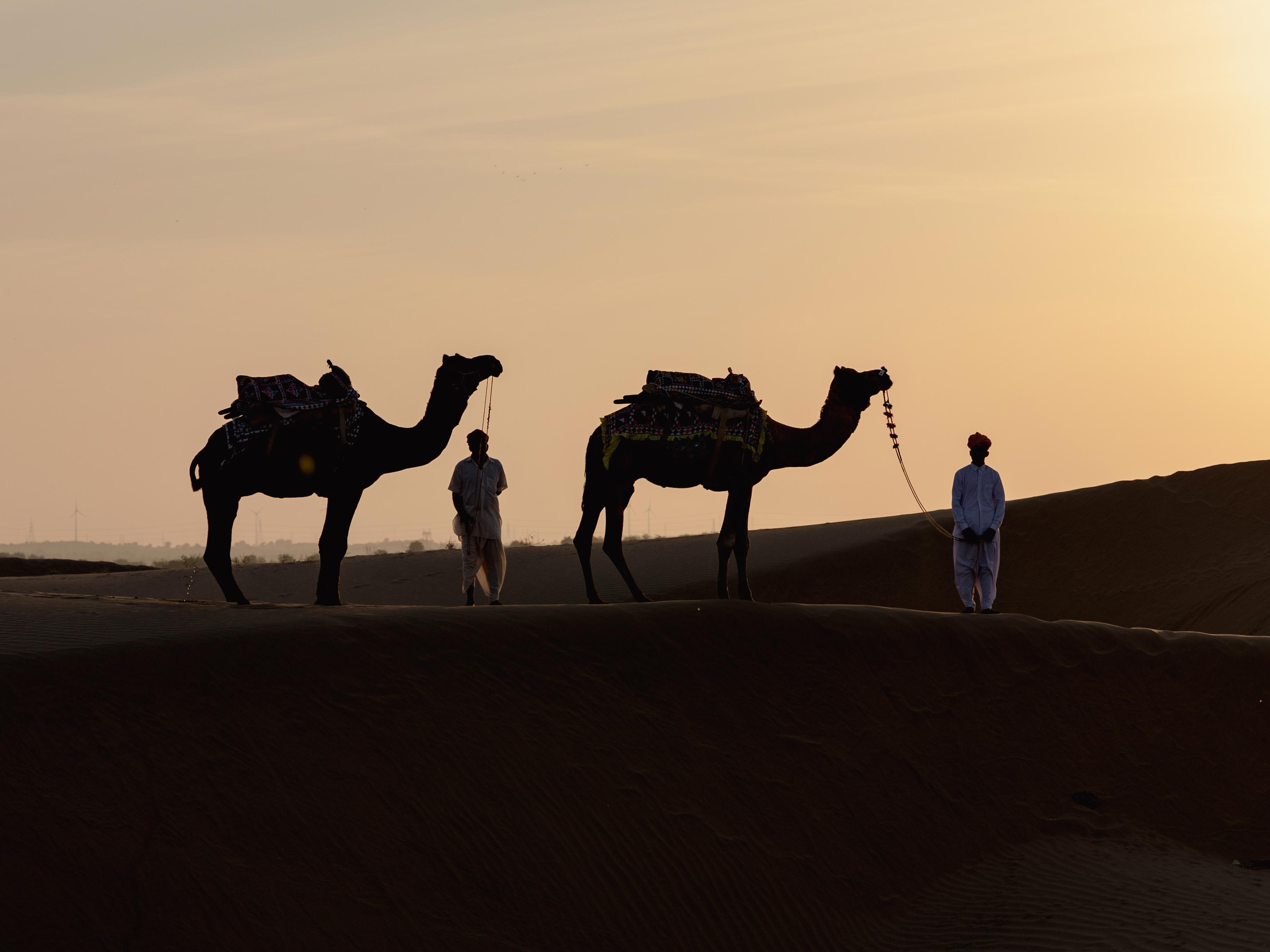 camels in the desert at SUJÁN  The Serai