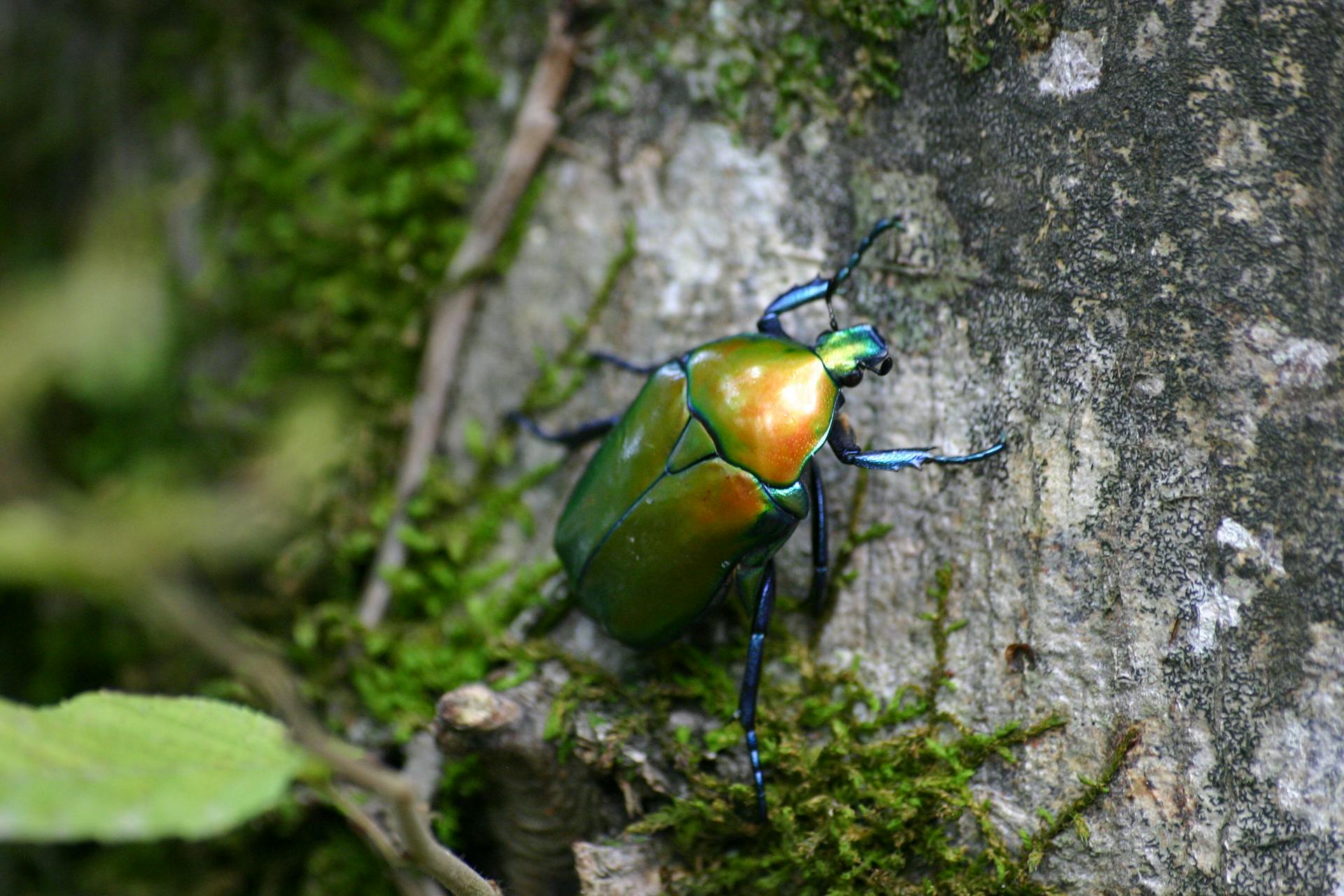 endangered insects 